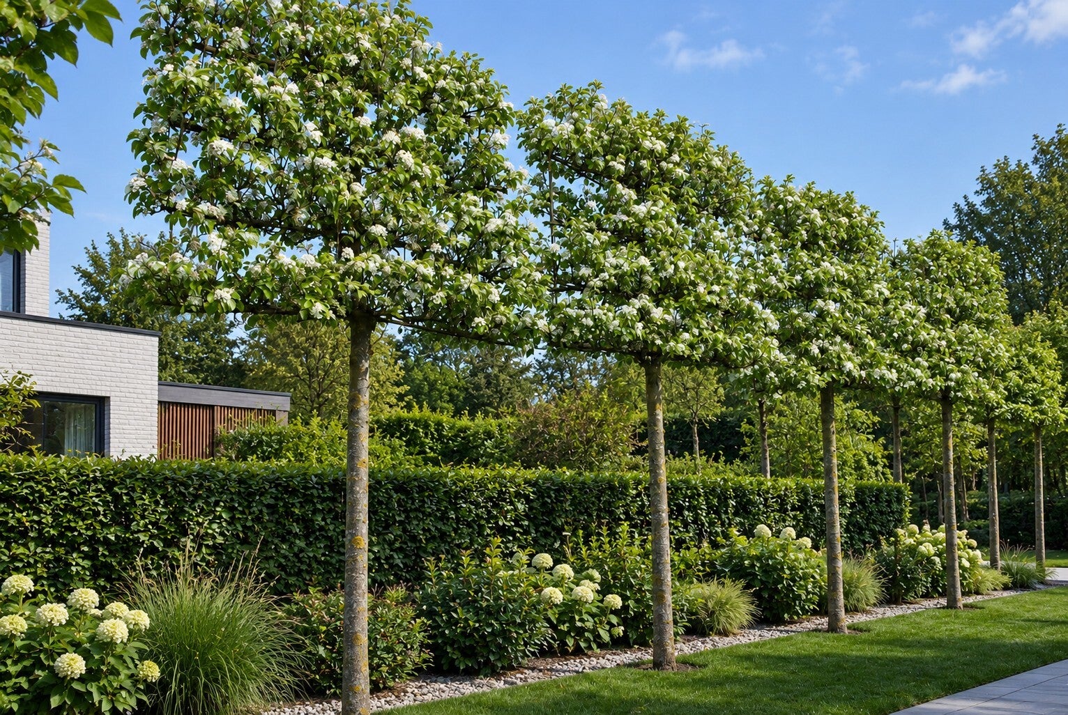 Pyrus calleryana 'Chanticleer' - leivorm (Sierpeer)