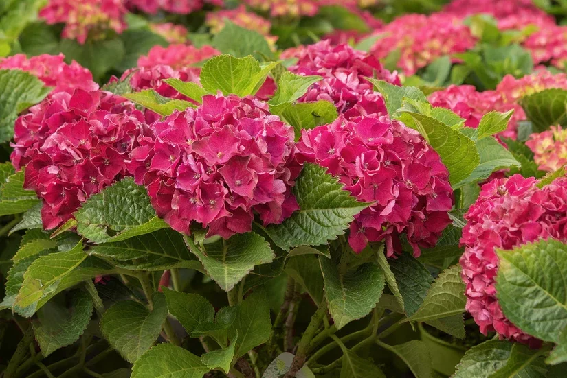 Hydrangea macrophylla 'Alpenglühen' (Boerenhortensia)