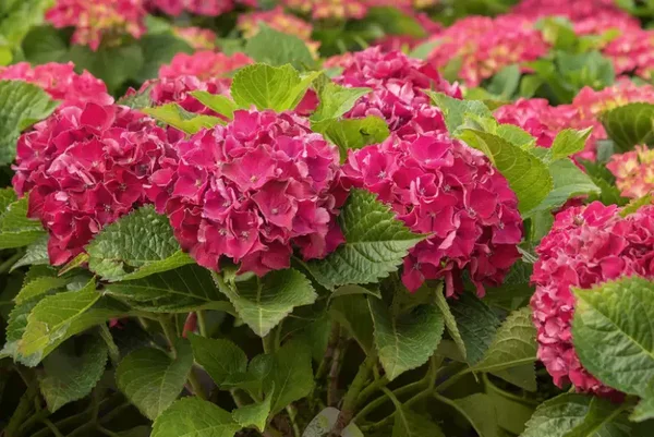Hydrangea macrophylla 'Alpenglühen' (Boerenhortensia)
