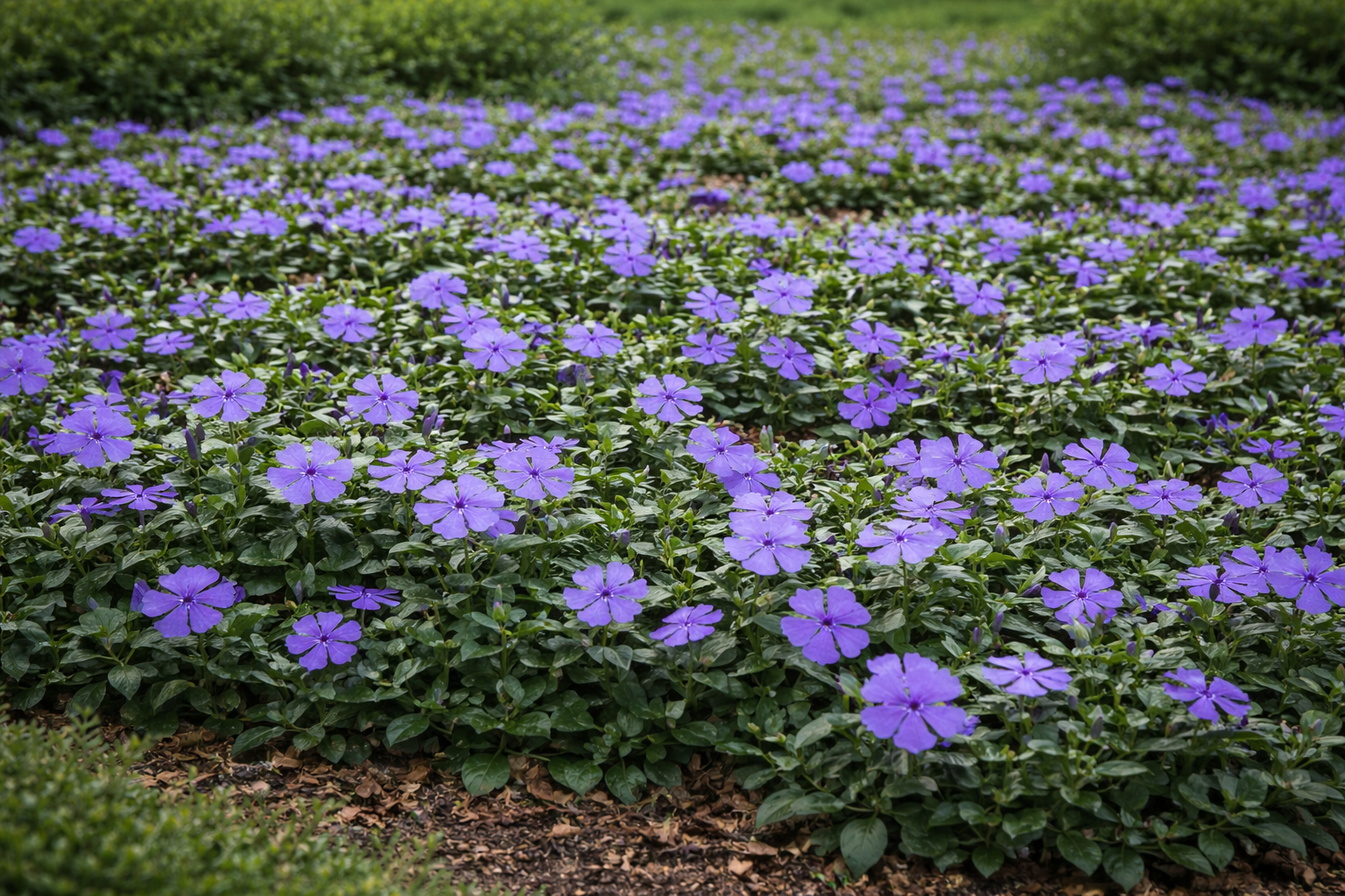Vinca minor (Kleine maagdenpalm)