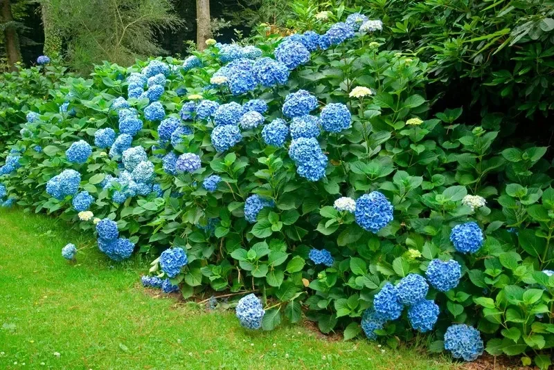 Hydrangea macrophylla 'Bodensee' (Boerenhortensia)