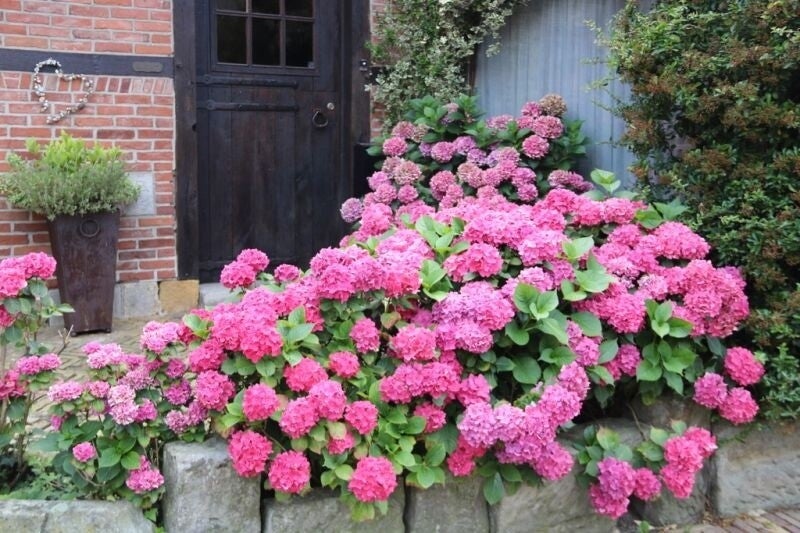 Hydrangea macrophylla 'Bouquet Rose' (Boerenhortensia)