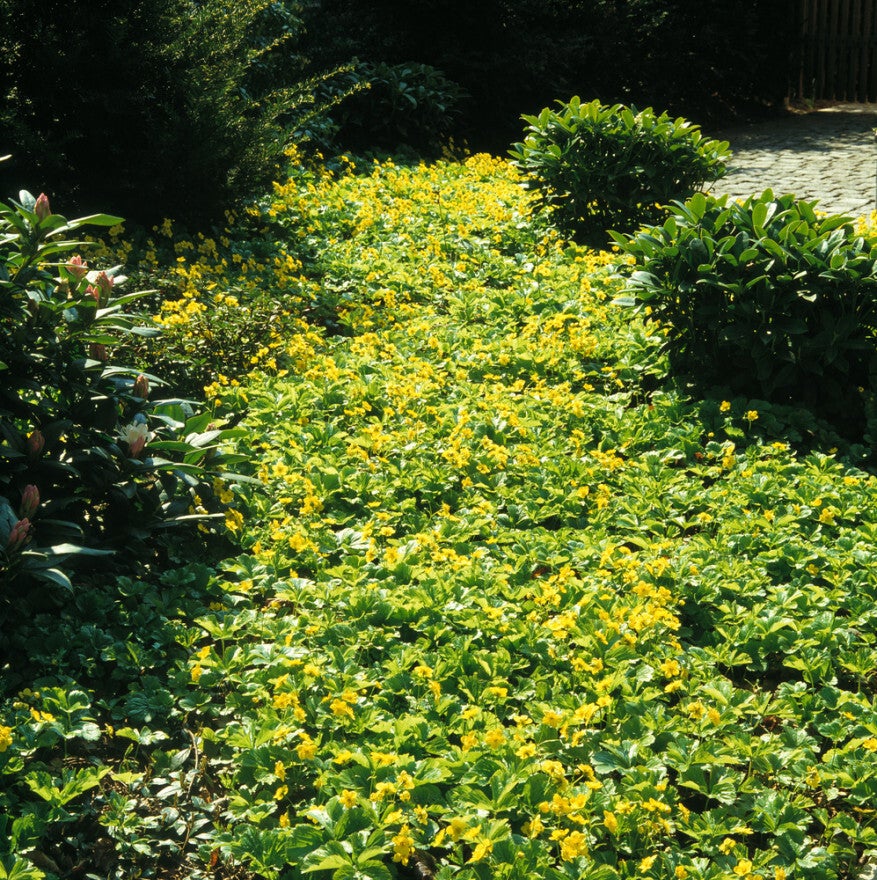 Waldsteinia ternata (Goudaardbei)