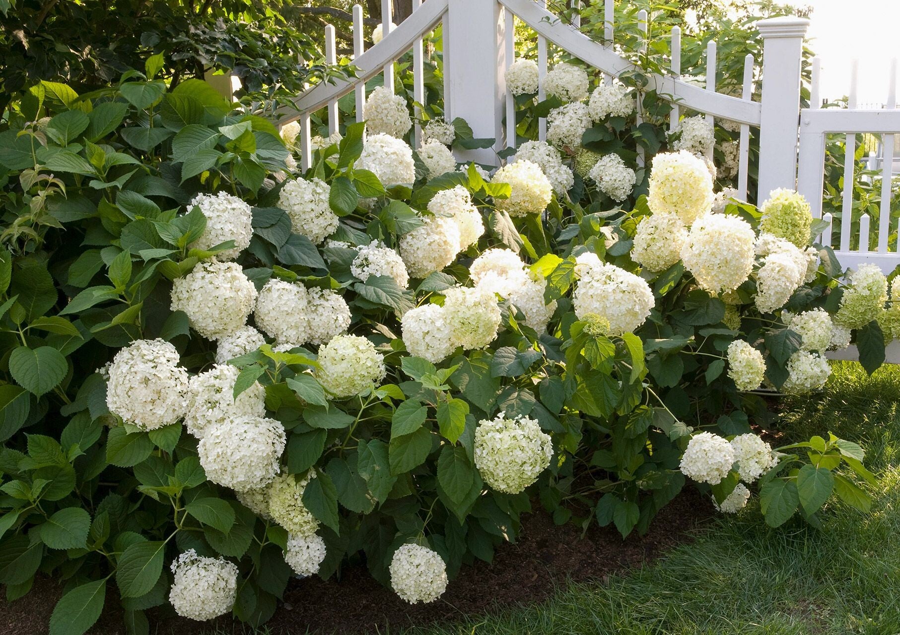 Hydrangea macrophylla 'Snowball' (Boerenhortensia)