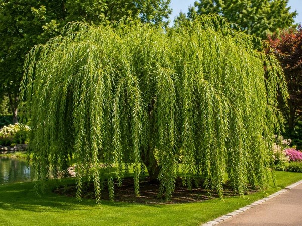 Salix babylonica 'Tortuosa' (Kronkelwilg)