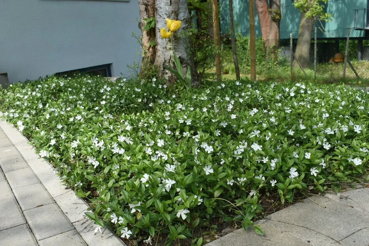 Vinca minor 'Alba' (Kleine maagdenpalm)