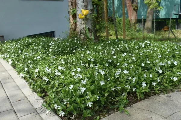 Vinca minor 'Alba' (Kleine maagdenpalm)