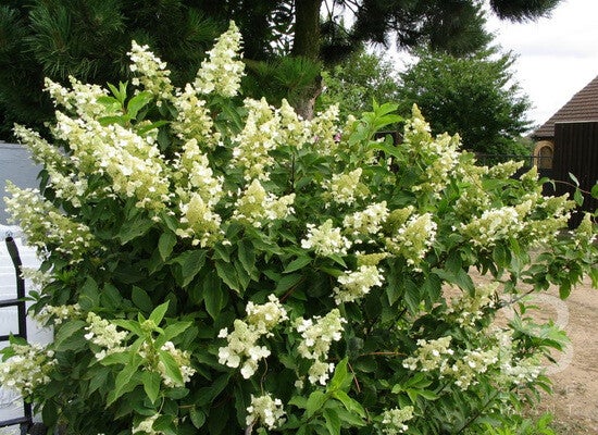 Hydrangea paniculata 'Unique' (Pluimhortensia)