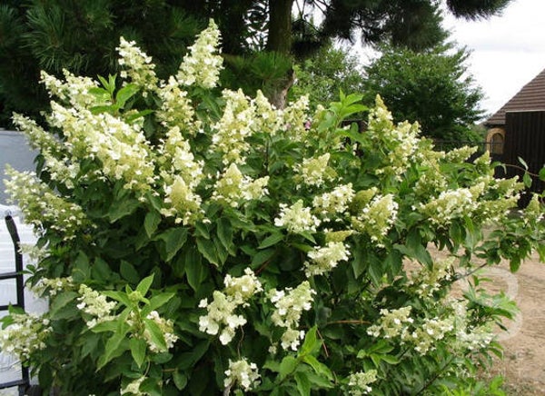 Hydrangea paniculata 'Unique' (Pluimhortensia)