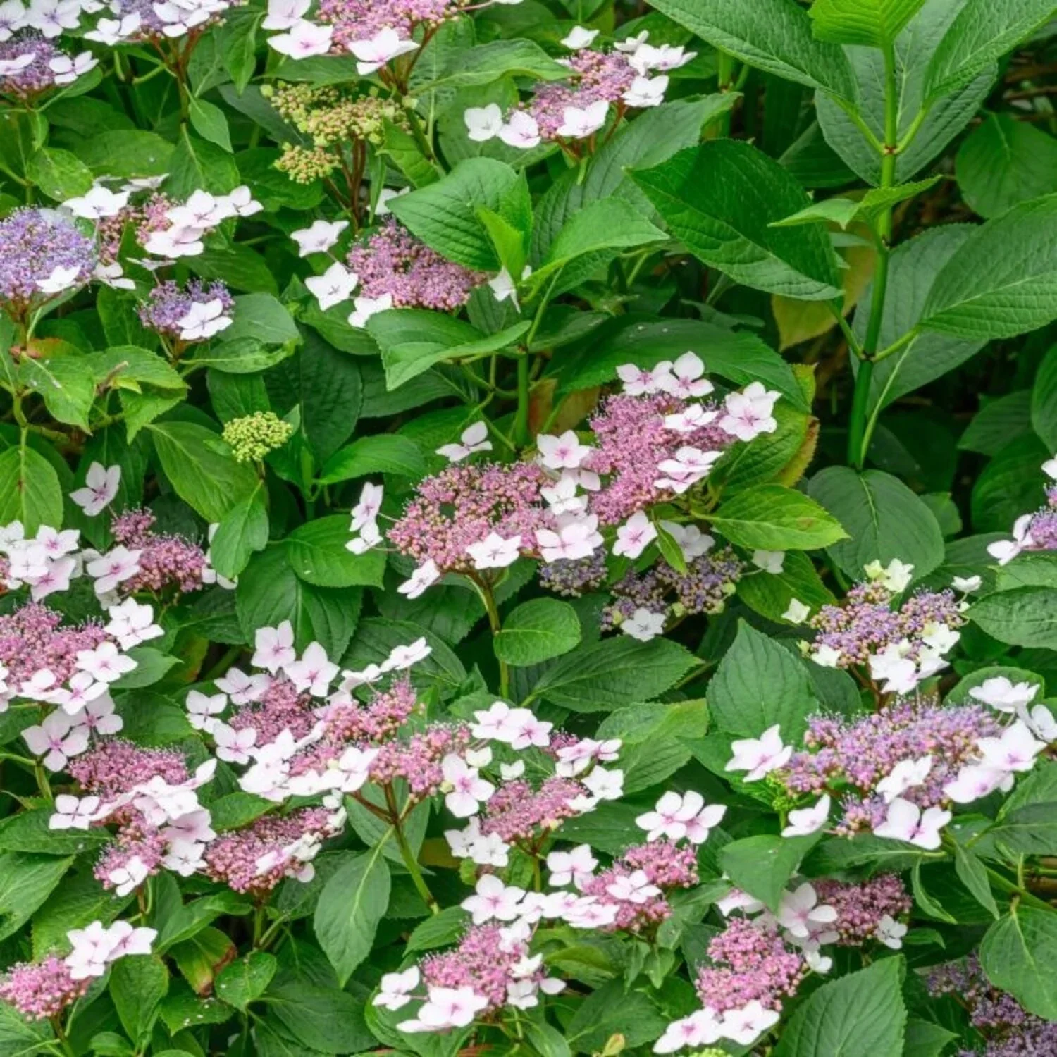Hydrangea serrata 'Intermedia' (Japanse berghortensia)