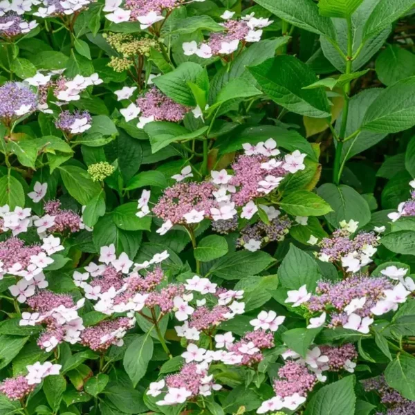 Hydrangea serrata 'Intermedia' (Japanse berghortensia)
