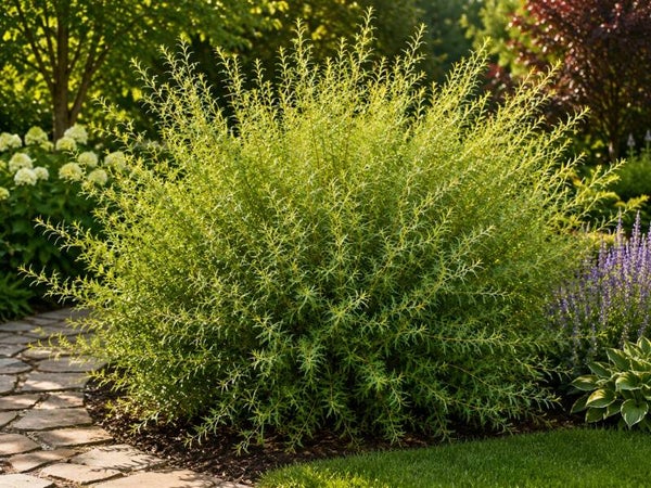 Salix purpurea 'Nana' (Bittere wilg)