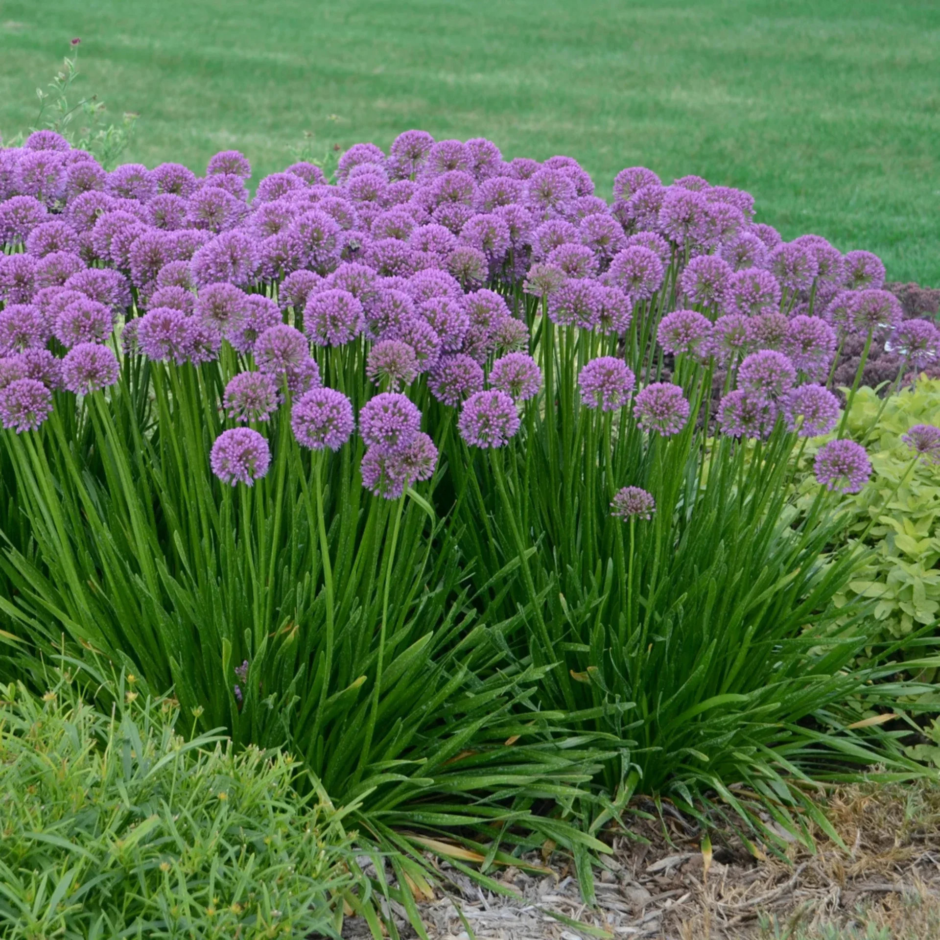 Allium millenium (Sierui)