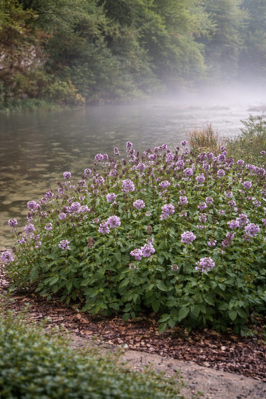 Mentha aquatica (Watermunt)