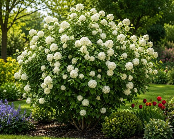 Viburnum opulus (Gelderse roos)