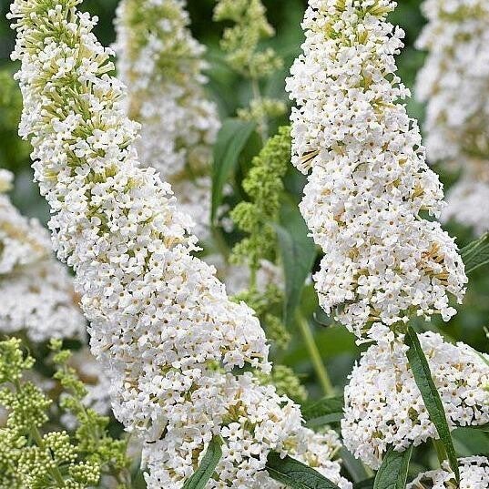 Buddleja davidii 'White Profusion' (Vlinderstruik)