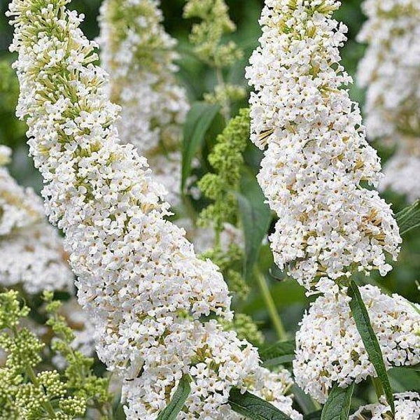 Buddleja davidii 'White Profusion' (Vlinderstruik)