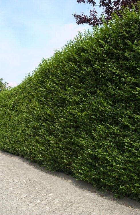 Ligustrum ovalifolium (Haagliguster)