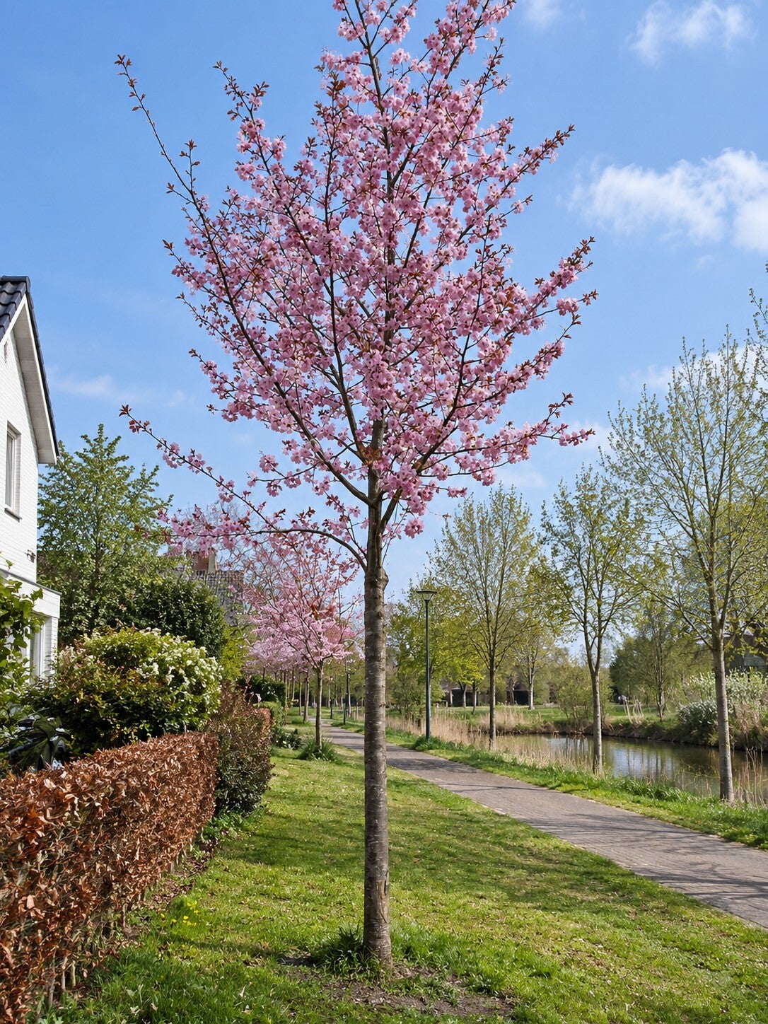 Prunus serrulata 'Kanzan' (Sierkers)