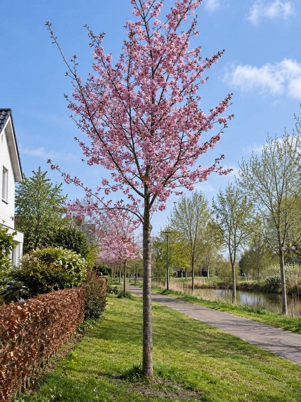 Prunus serrulata 'Kanzan' (Sierkers)