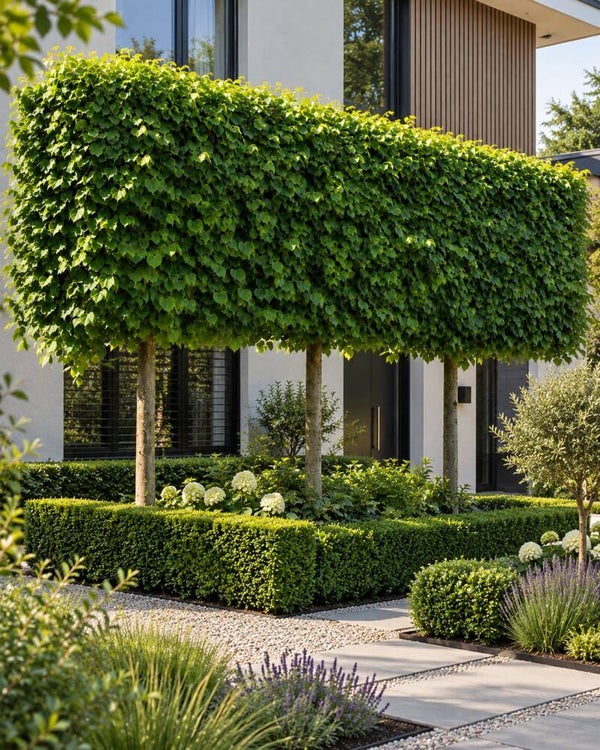 Tilia cordata 'Greenspire' - leivorm (winterlinde)