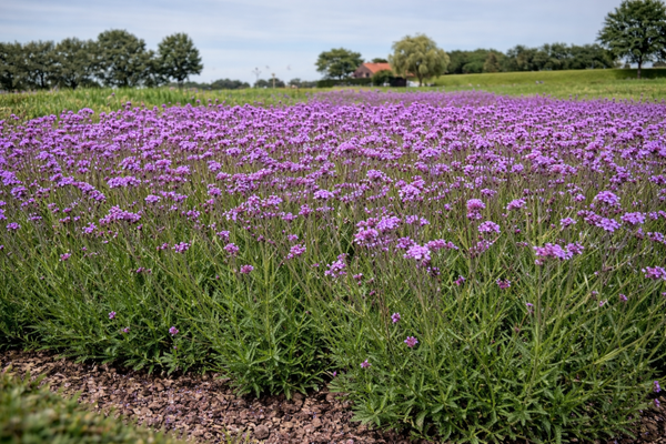 Verbena bonariensis 'Lollipop' (Ijzerhard)
