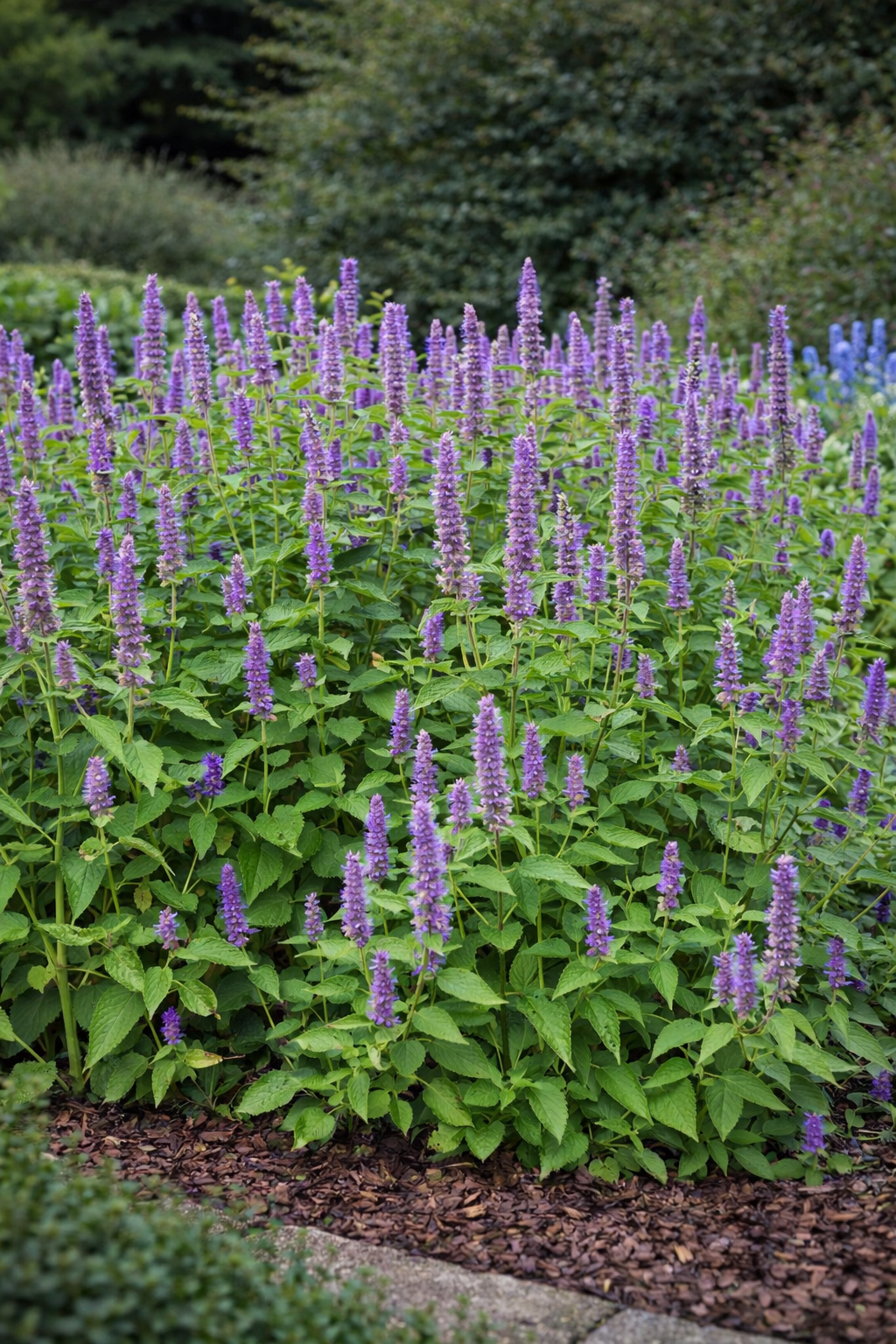Agastache 'Blue Fortune' (Annijsnetel)
