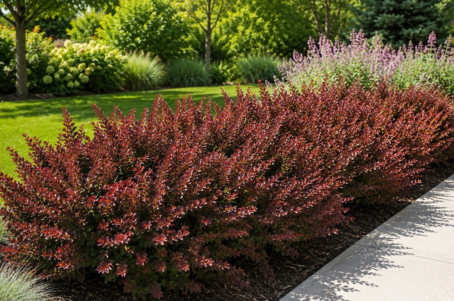 Berberis thunbergii 'Atropurpurea Nana' (Japanse zuurbes)