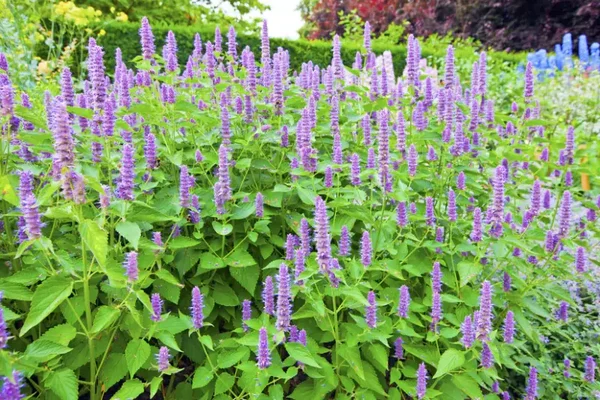 Agastache 'Blue Fortune' (Annijsnetel)