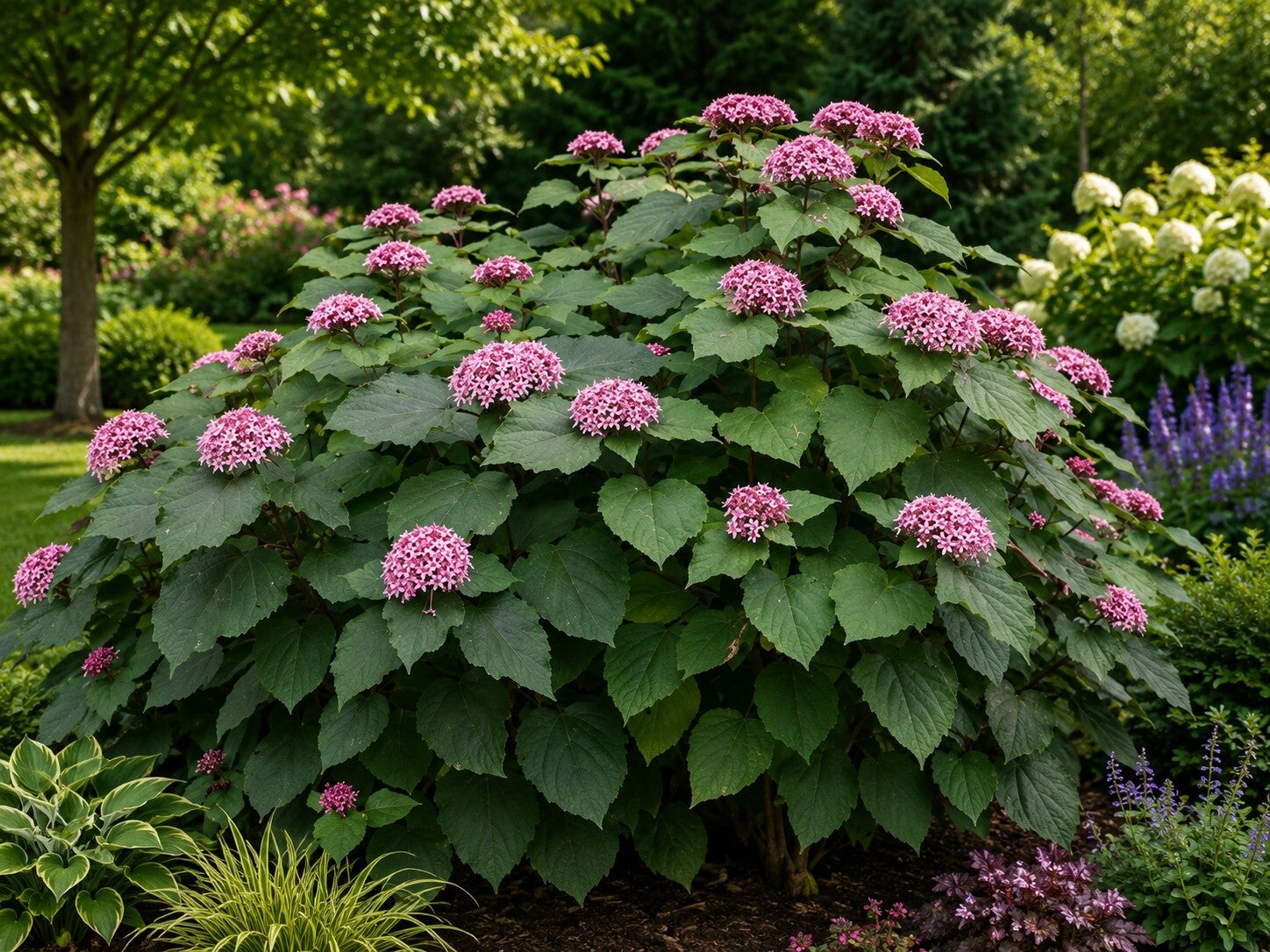 Clerodendrum bungei (Kansenboom)
