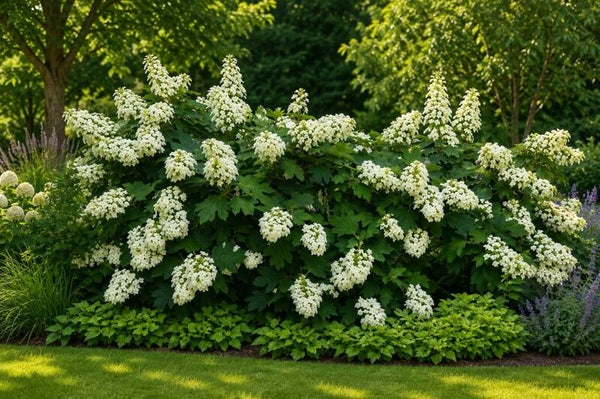 Hydrangea quercifolia 'Snowflake' (Eikenbladhortensia)