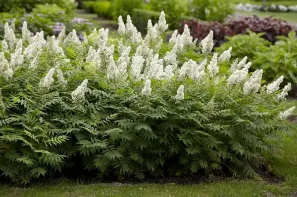 Sorbaria sorbifolia 'Sem' ® (Lijsterbes spirea)