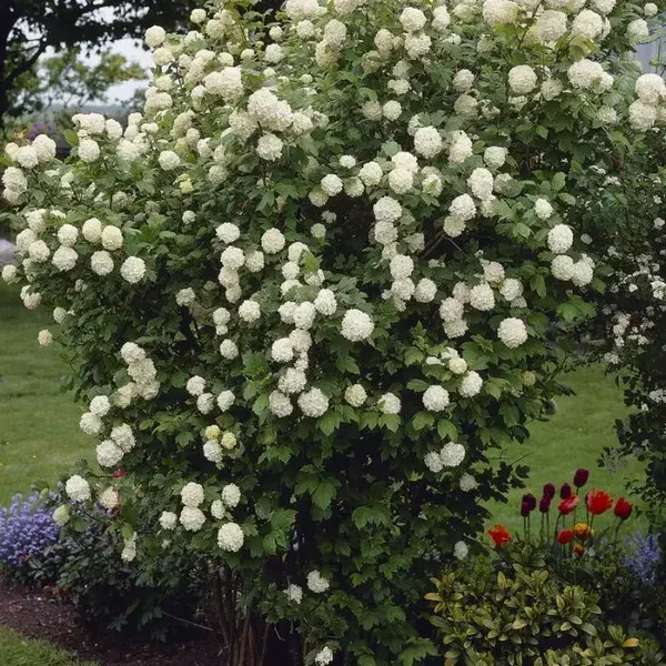 Viburnum opulus (Gelderse roos)