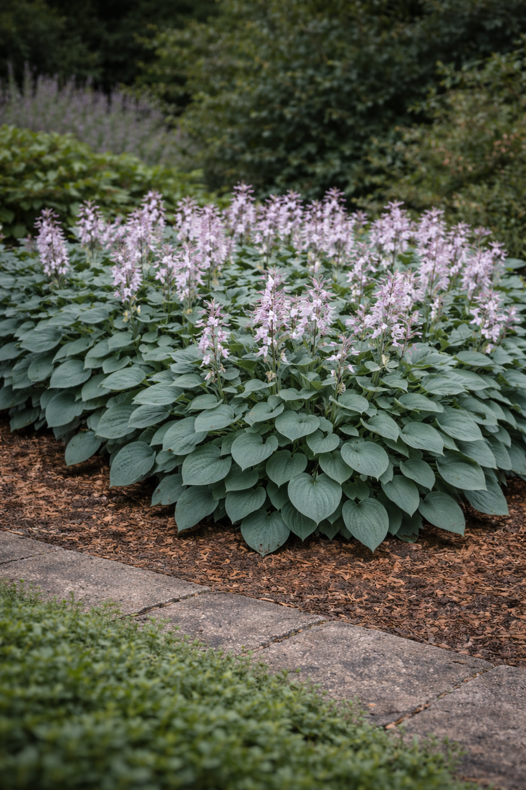 Hosta halcyon (Hartlelie)
