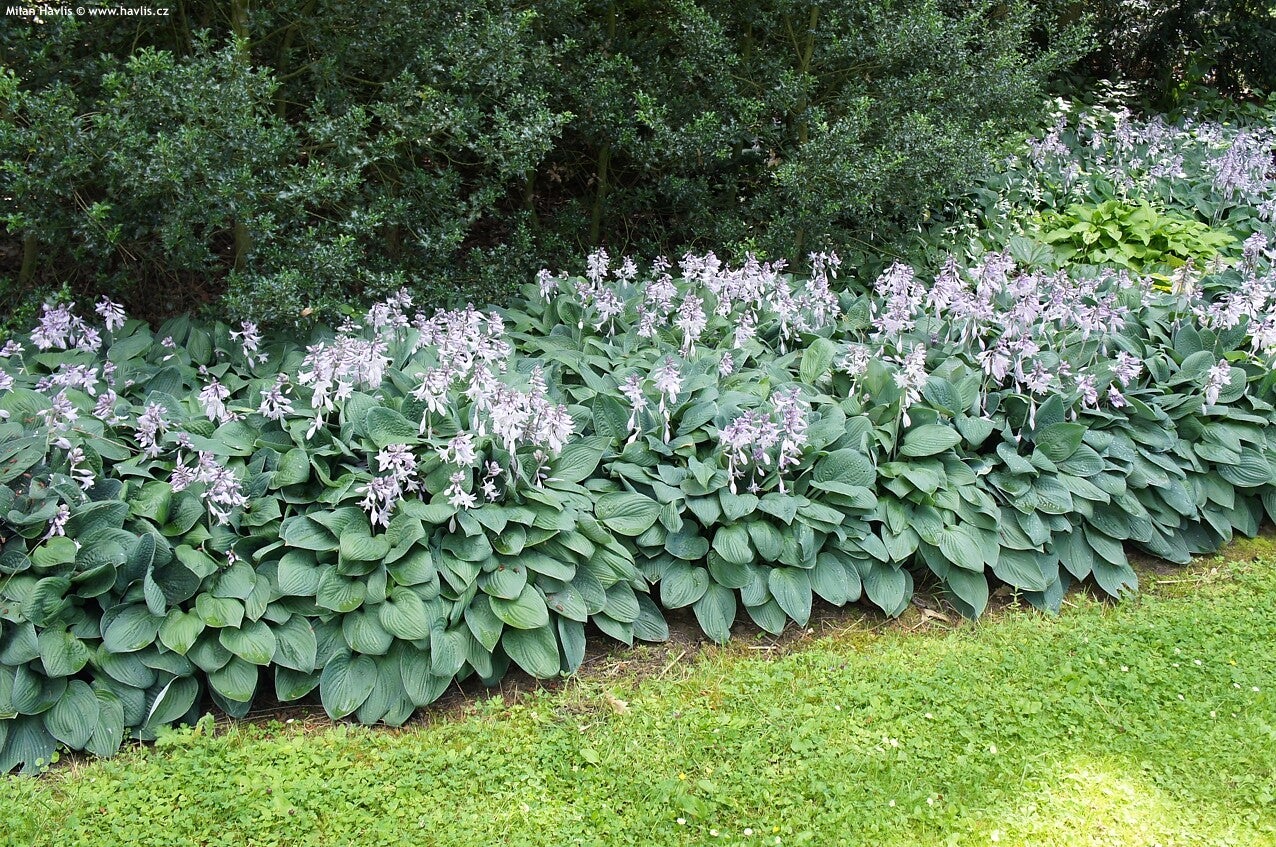 Hosta halcyon (Hartlelie)