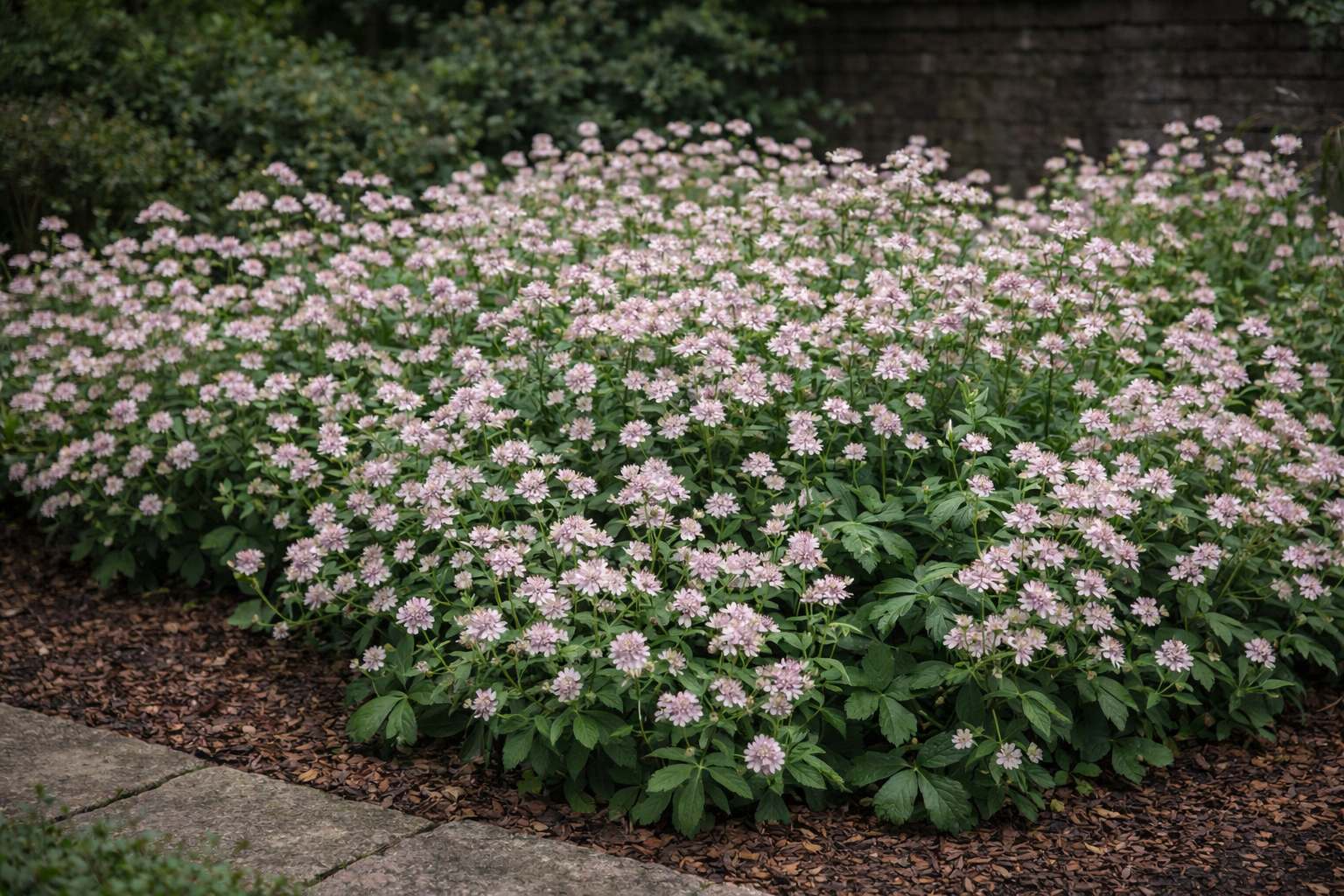 Astrantia major (Zeeuws knoopje)