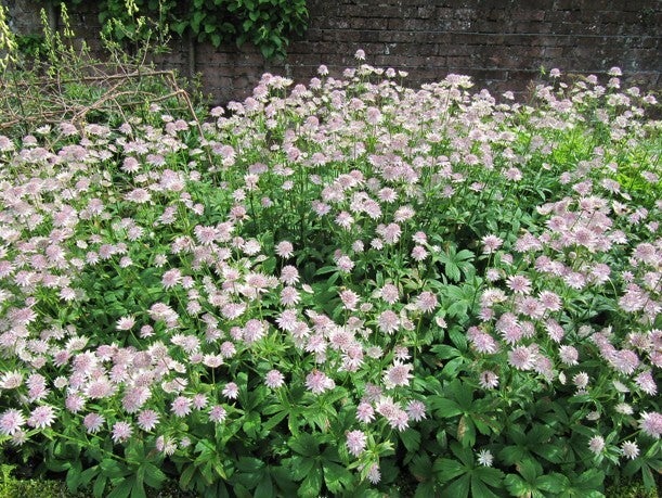 Astrantia major (Zeeuws knoopje)