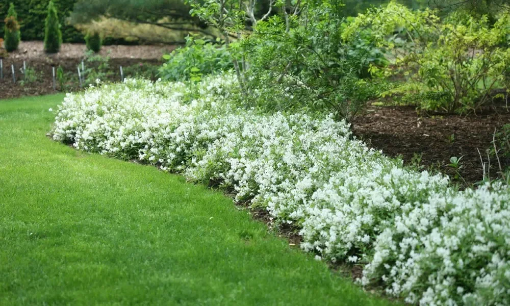 Deutzia gracilis 'Nikko' (Bruidsbloem)