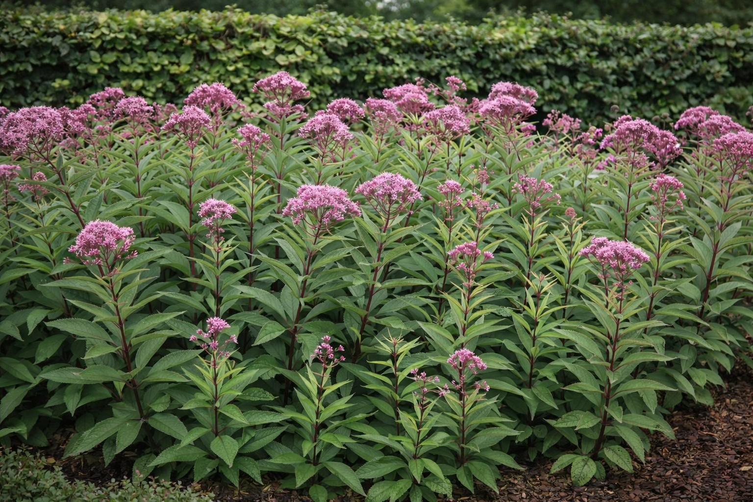 Eupatorium purpureum 'Atropurpureum' (Koninginnekruid)