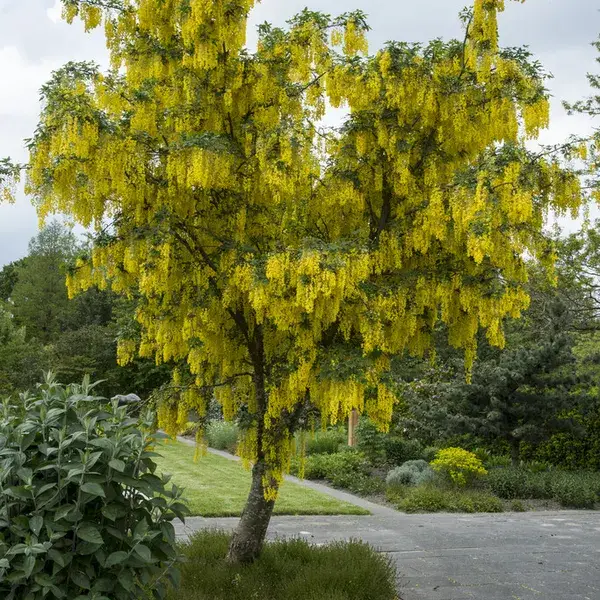 Laburnum anagyroides (Goudenregen)