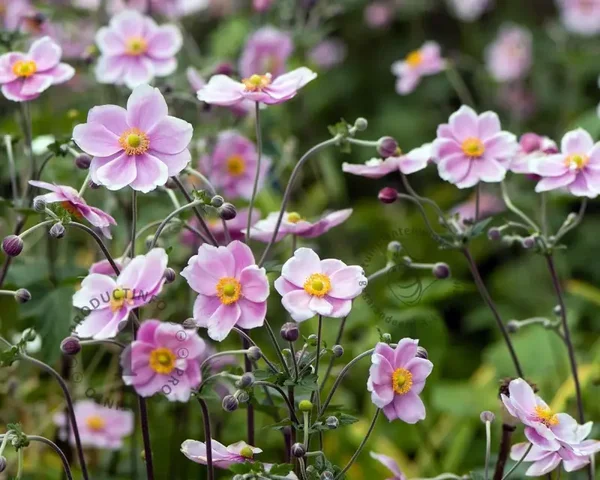 Anemone hybrida 'September Charm' (Herfstannemoon)