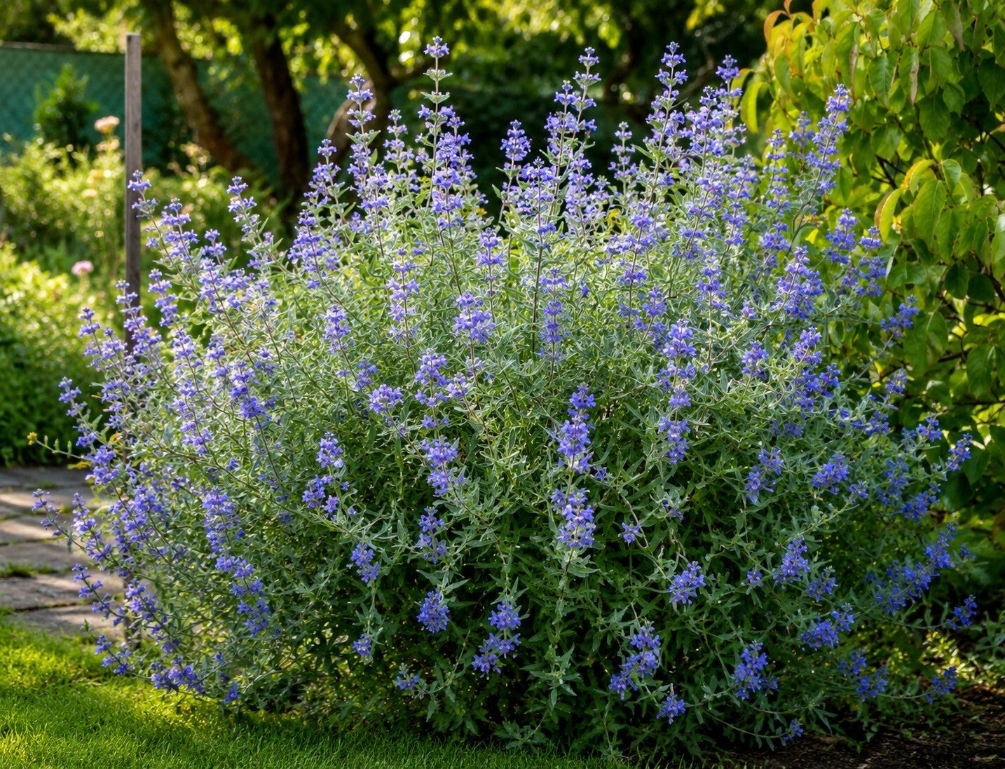 Caryopteris x clandonensis 'Heavenly Blue' (Herfstsering)