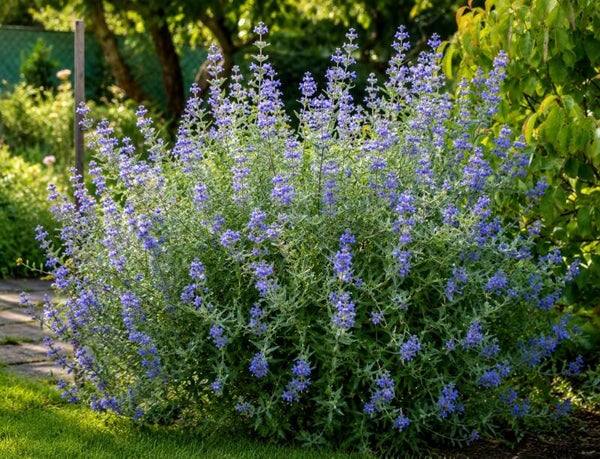 Caryopteris x clandonensis 'Heavenly Blue' (Herfstsering)