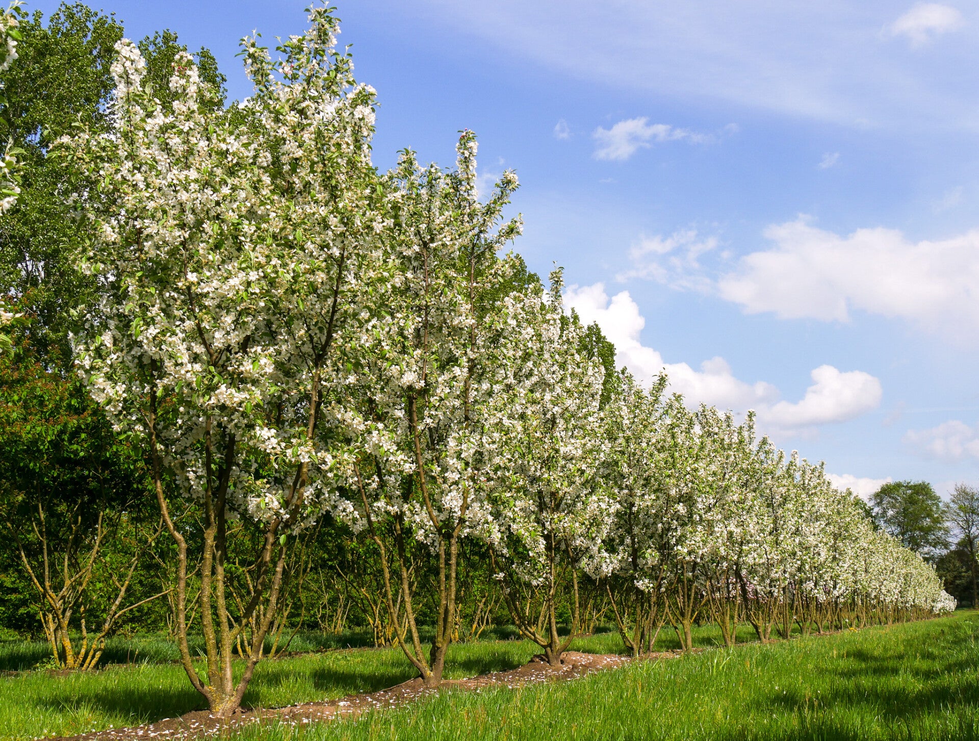 Malus evereste (Sierappel)