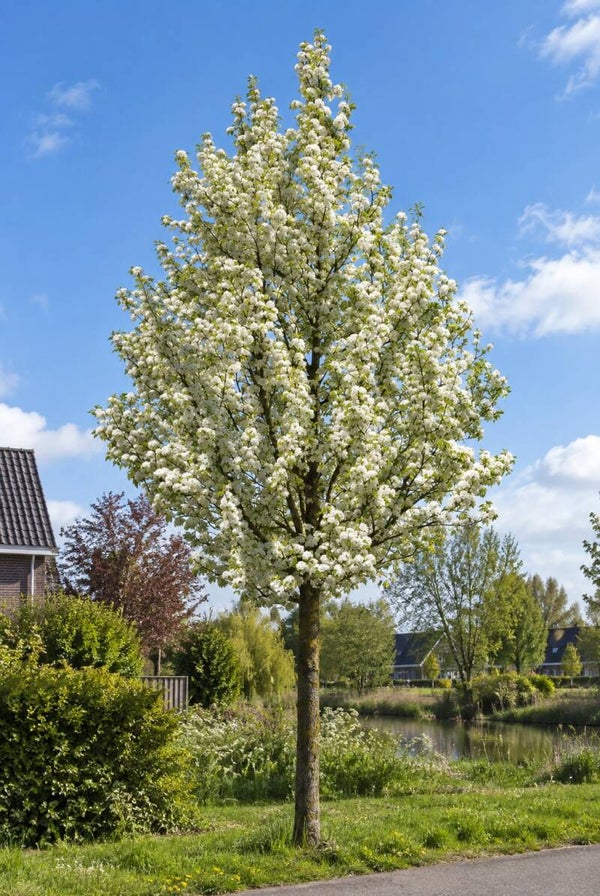 Pyrus calleryana 'Chanticleer' (Sierpeer)