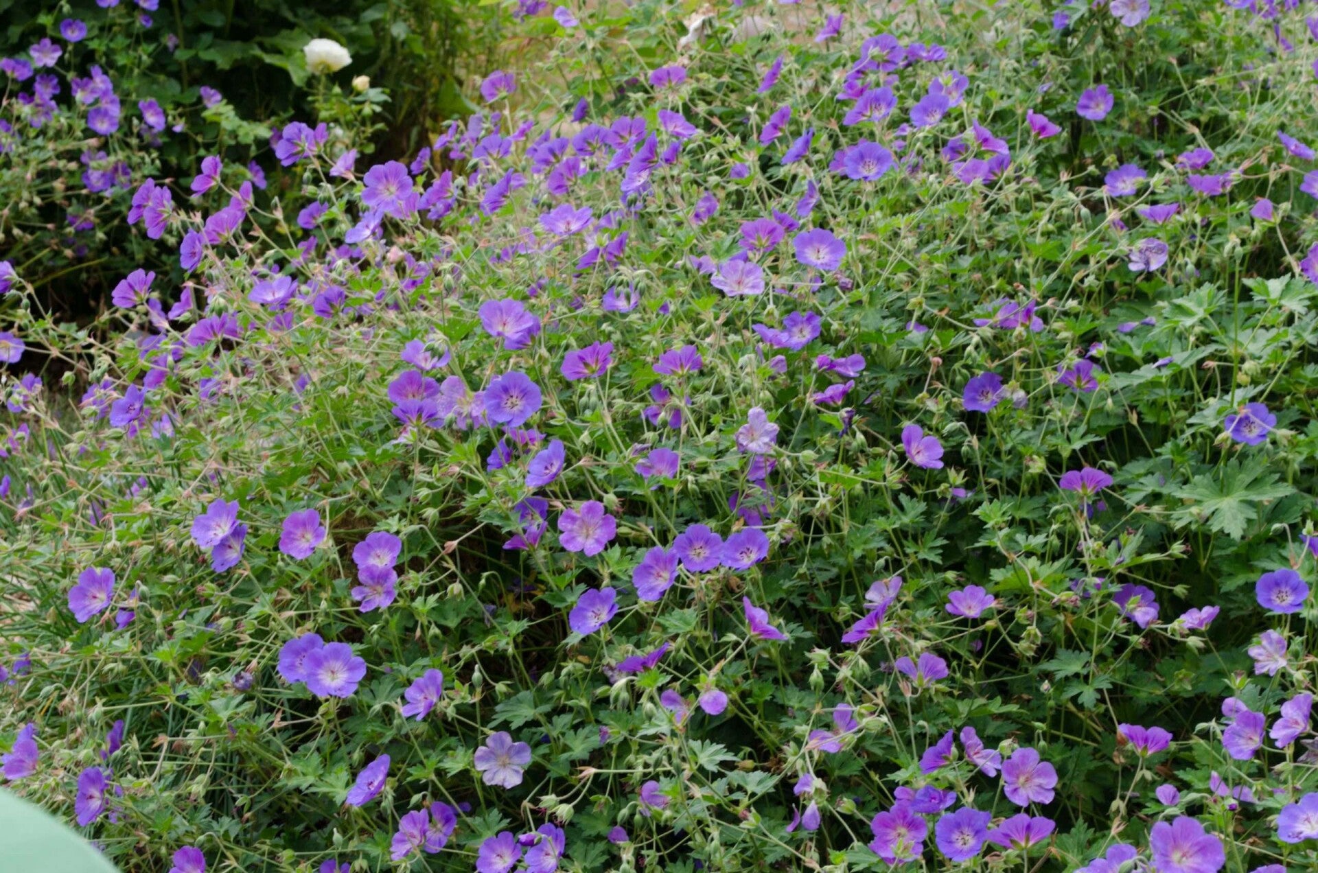 Geranium 'Rozanne' ®  (Ooievaarsbek)