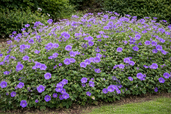 Geranium 'Rozanne' ®  (Ooievaarsbek)