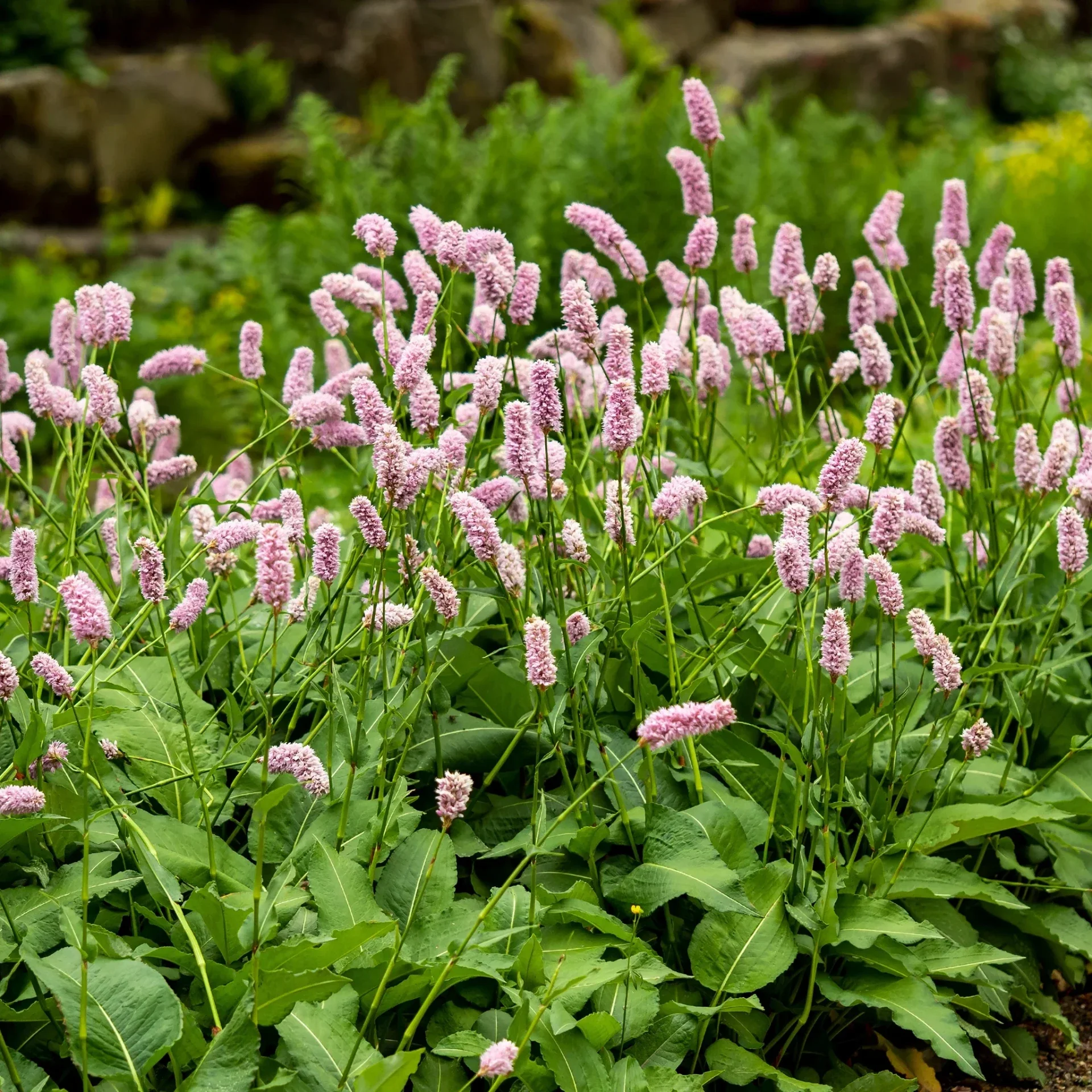 Persicaria bistorta (Adderwortel)