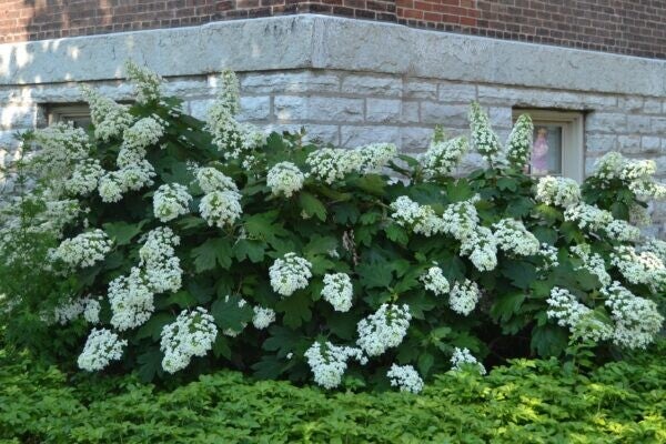 Hydrangea quercifolia 'Snowflake' (Eikenbladhortensia)