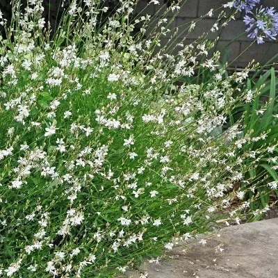 Gaura lindheimeri 'White Dove' (Prachtkaars)